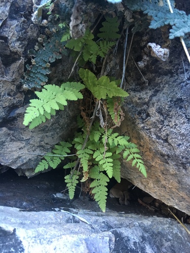 Plummer's cliff fern (Woodsia plummerae)