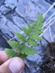 Woodsia plummerae
