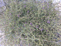 Fagonia laevis