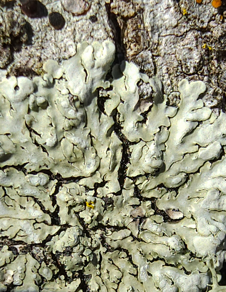 mustard lichen