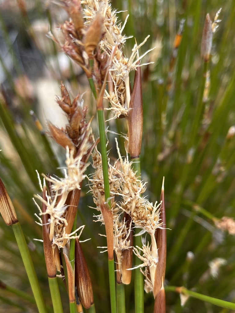 Ceratocaryum xerophilum