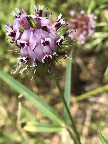 iNaturalist observation photo of tomcat clover