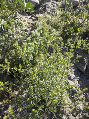Cryptantha pterocarya