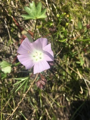 Sidalcea calycosa