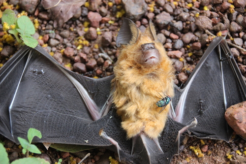 Aba roundleaf bat