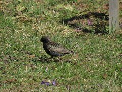 Sturnus vulgaris