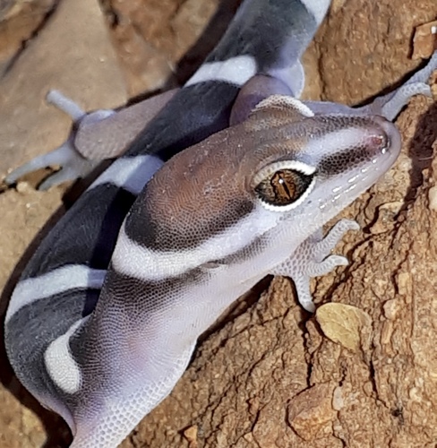 Black Banded Gecko