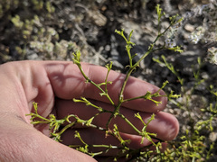 Chorizanthe brevicornu