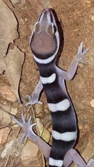 Black Banded Gecko photo 4