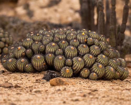 Copiapoa longistaminea