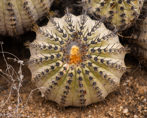 Copiapoa longistaminea