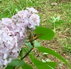 Proserpinus clarkiae