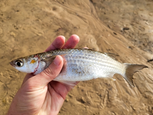 Grooved mullet (Liza dumerili) — Mugilidae — 4