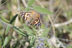 Vanessa cardui