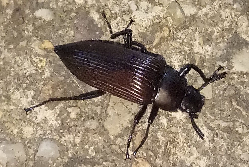 Blapida satanas