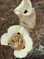 Calochortus