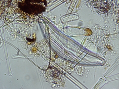 Cymbella