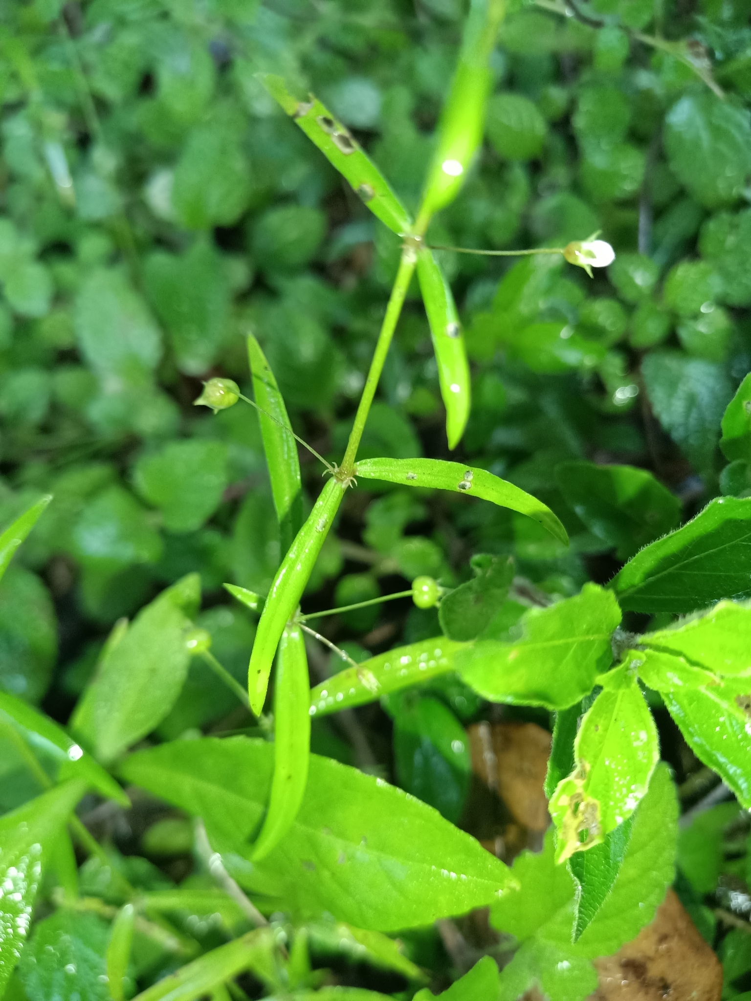 Calycose Mille Graines (Oldenlandia lancifolia)