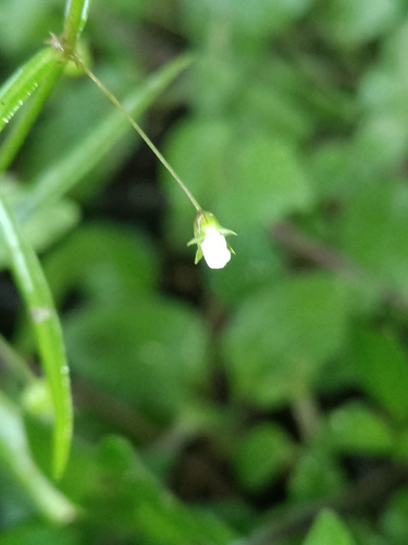 Image of Oldenlandia lancifolia by (c) Guillaume Delaitre, some rights reserved (CC BY)