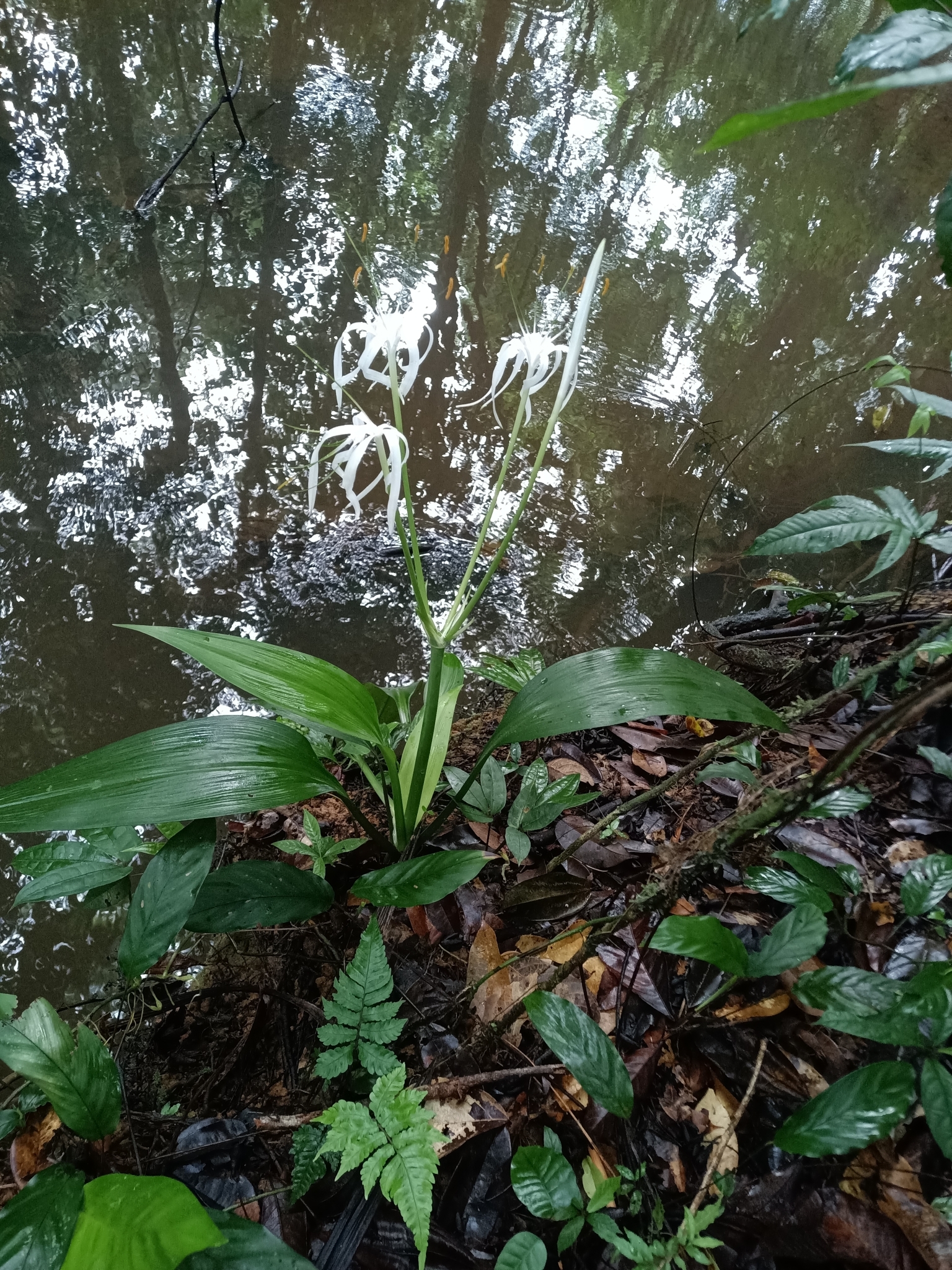 Imagem de Lírio-aranha