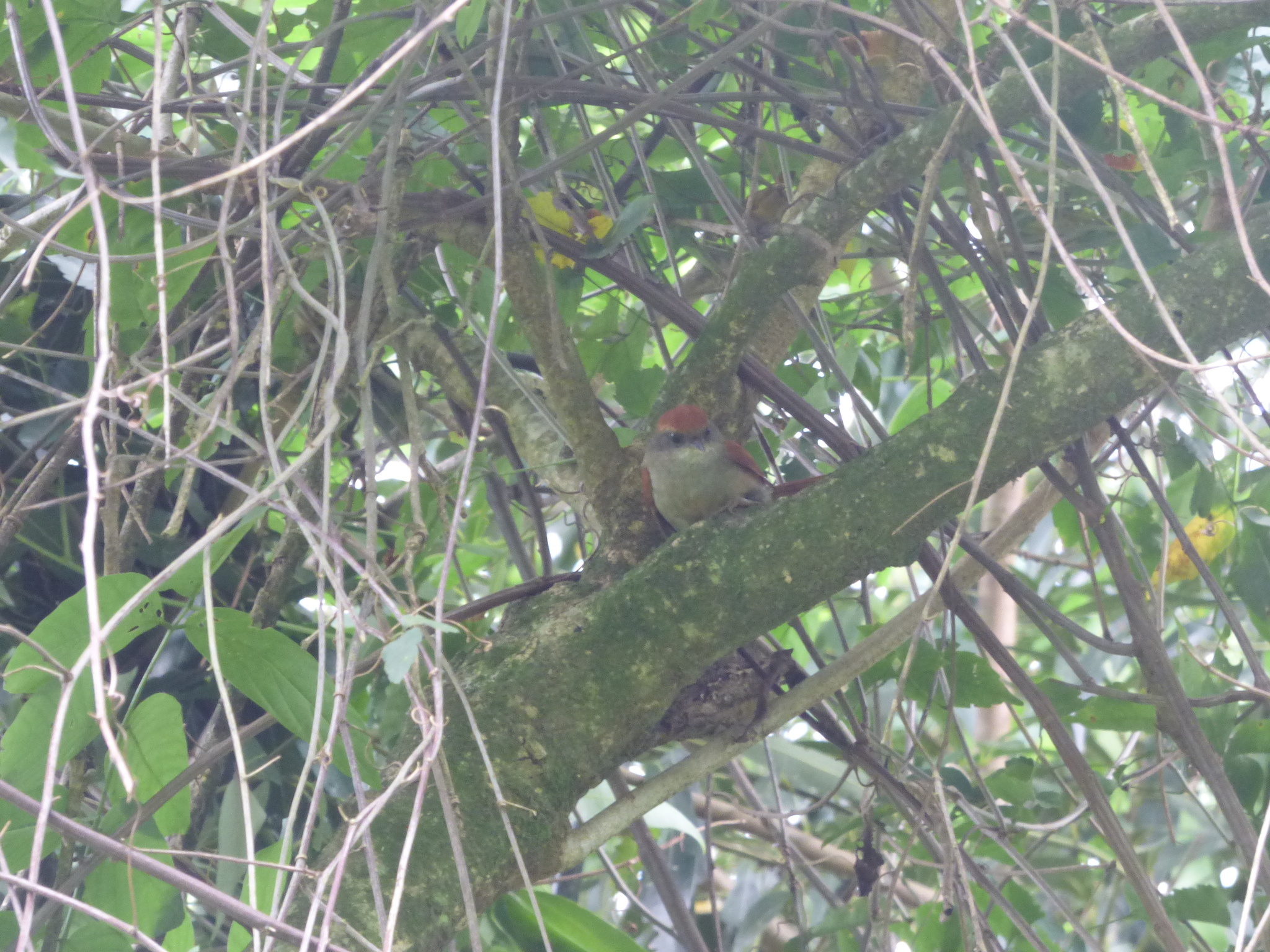 Rufous-capped Spinetail (Synallaxis ruficapilla)