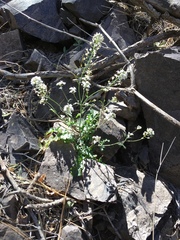 Dryopetalon runcinatum