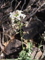 Dryopetalon runcinatum