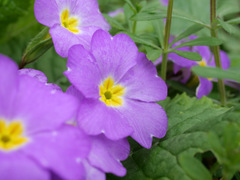 Primula vulgaris rubra