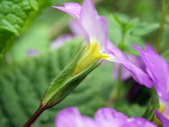Primula vulgaris rubra