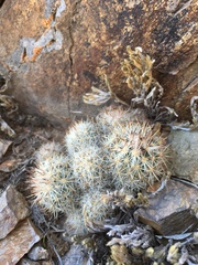 Escobaria organensis