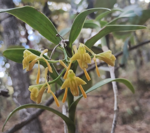 Epidendrum oaxacanum Rolfe 3