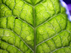 Primula vulgaris rubra