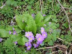 Primula vulgaris rubra