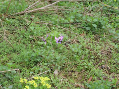 Primula vulgaris rubra