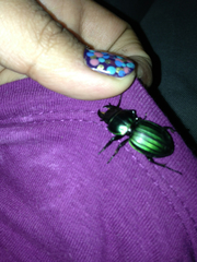 Pasimachus subangulatus