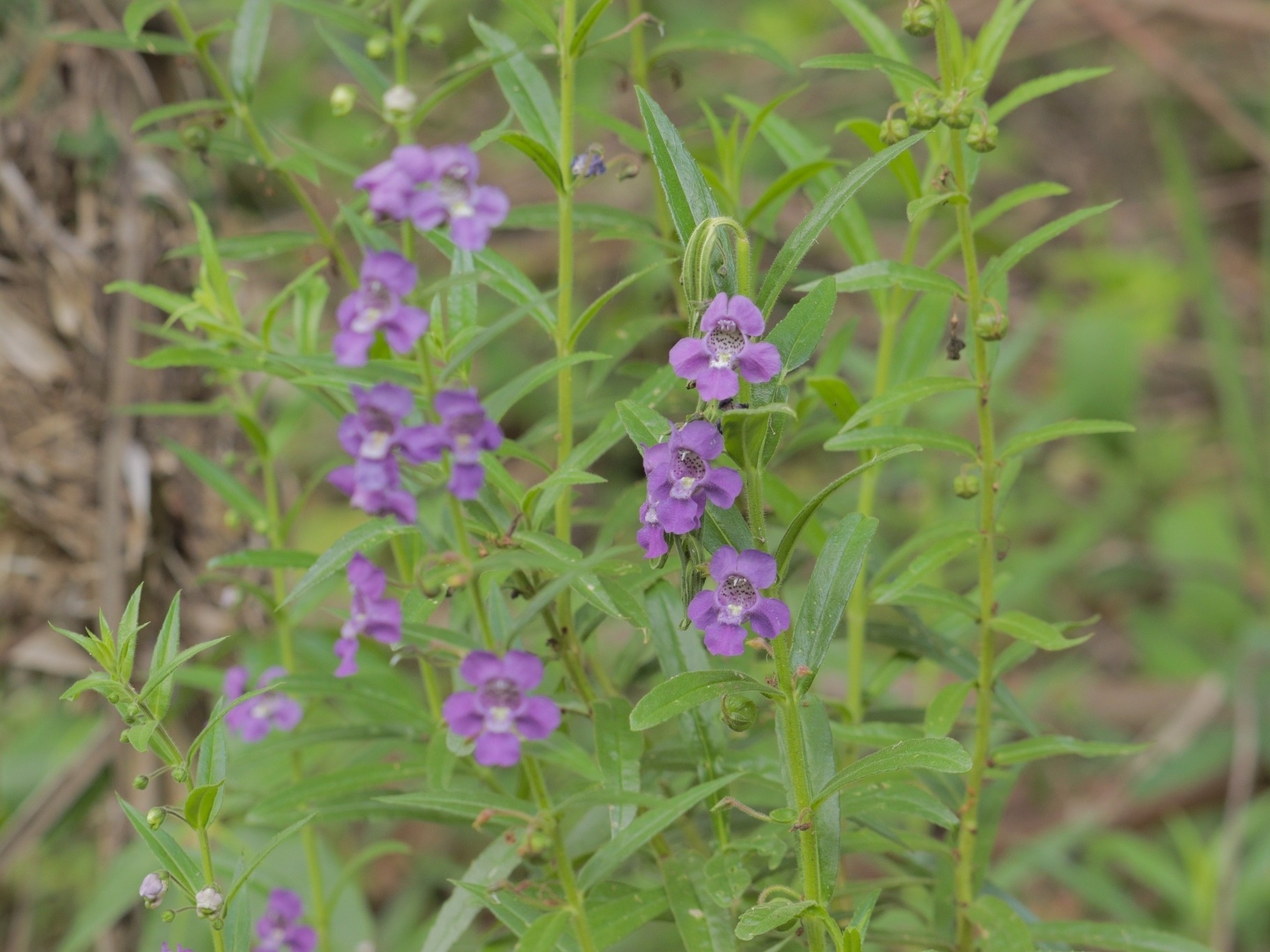 Angelonia Biflora (Angelonia biflora)