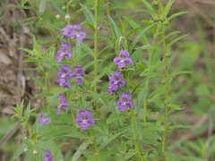 (c) Macelo Costa, some rights reserved (CC BY) Angelonia biflora, photograph (c) Macelo Costa, some rights reserved (CC BY)