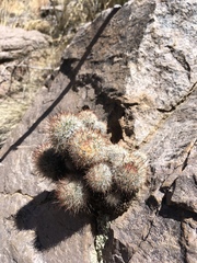 Escobaria organensis