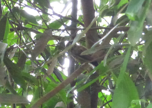 Mottled Piculet (Picumnus nebulosus), photo 4