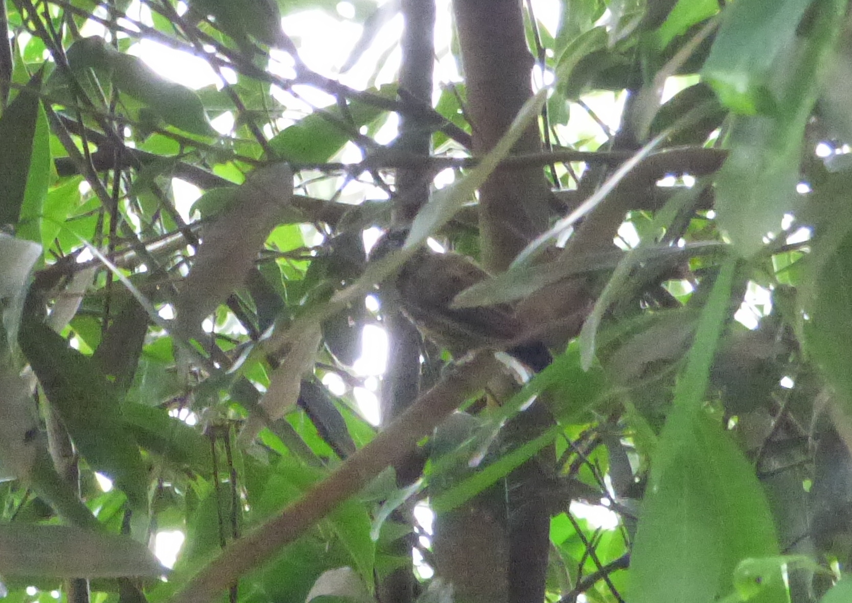 Mottled Piculet (Picumnus nebulosus), photo 4