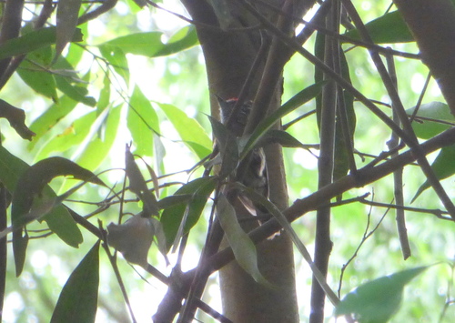 Mottled Piculet (Picumnus nebulosus), photo 3