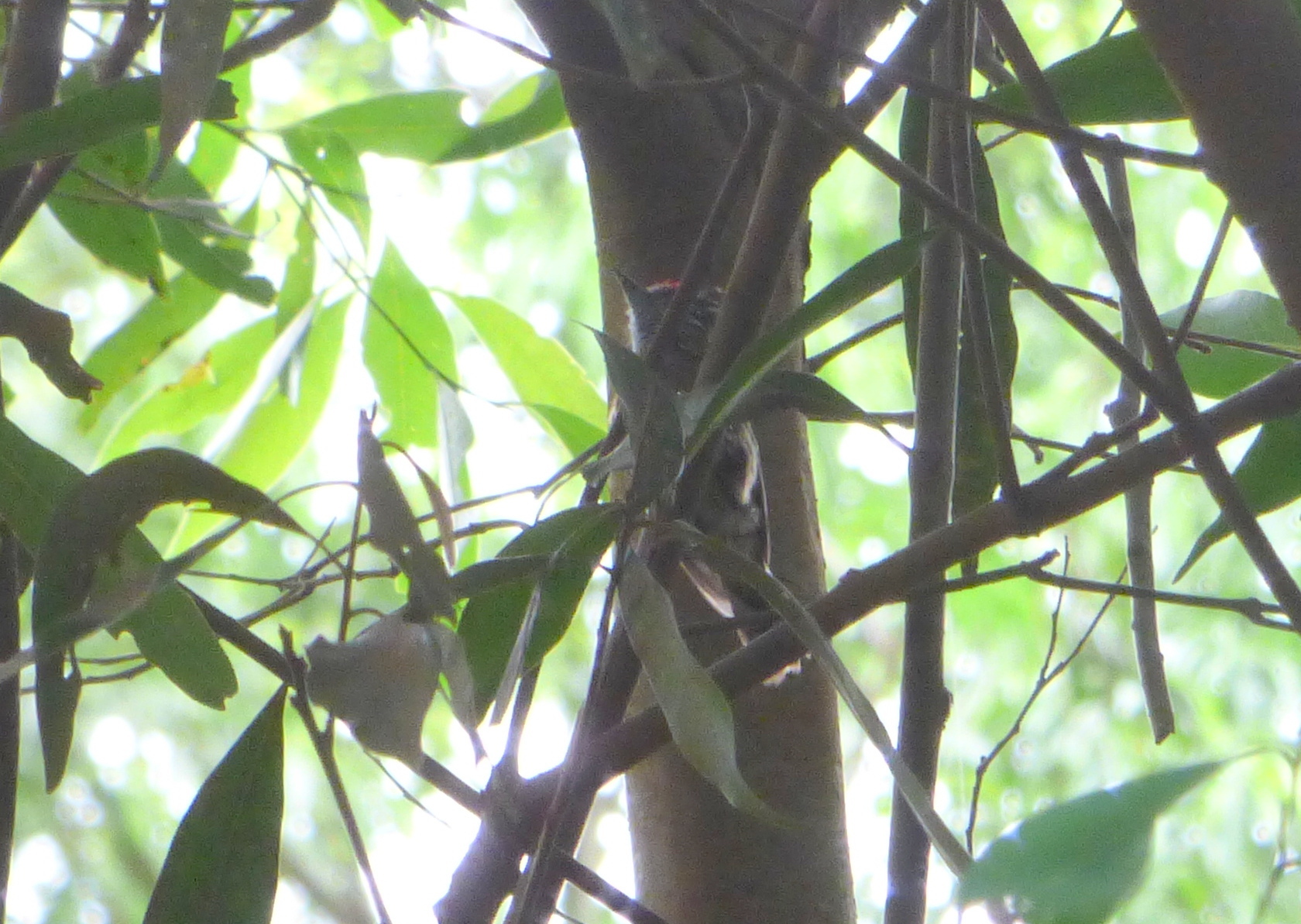Mottled Piculet (Picumnus nebulosus), photo 3