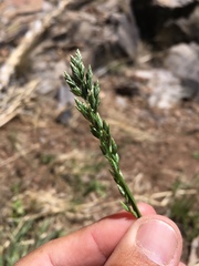 Poa bigelovii