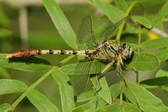 Arigomphus submedianus