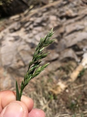 Poa bigelovii