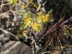 Synchytrium myosotidis