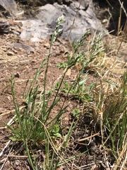 Poa bigelovii