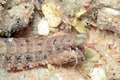 Pseudosquilla ciliata image