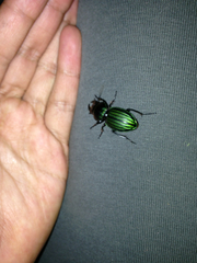 Pasimachus subangulatus