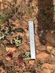 Psilocarphus tenellus